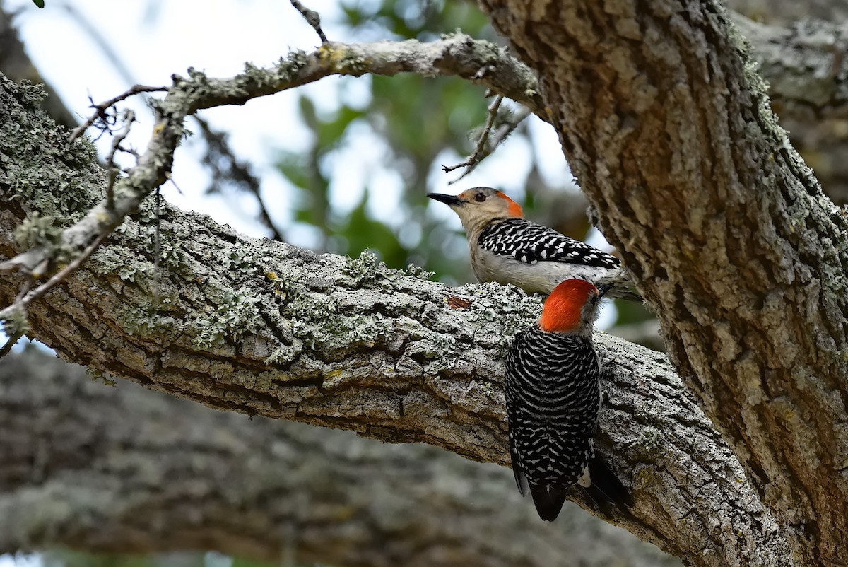 Red-bellied Woodpecker - ML618792371