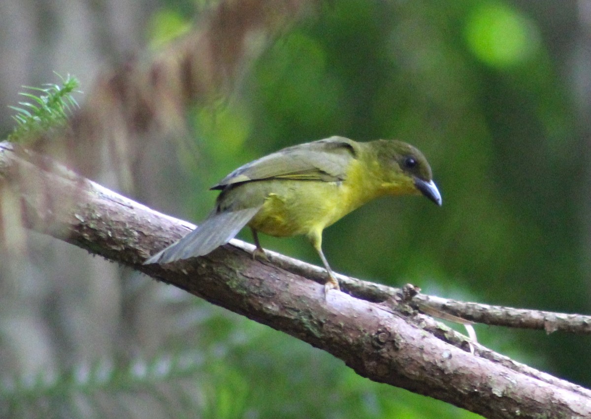 Olive-green Tanager - Pedro Behne