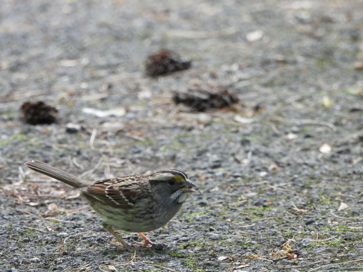 White-throated Sparrow - ML618792391