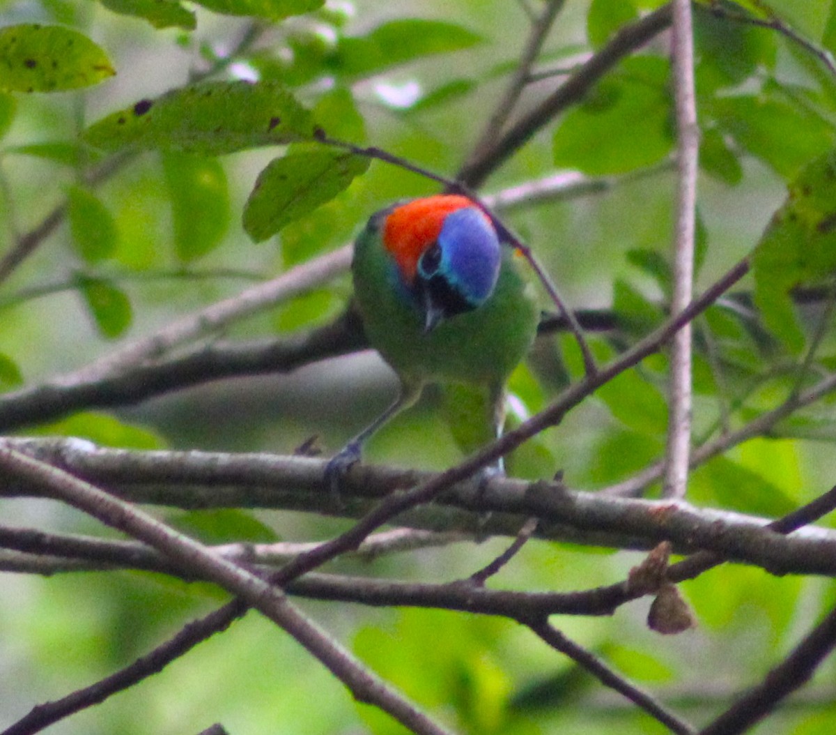 Red-necked Tanager - ML618792410