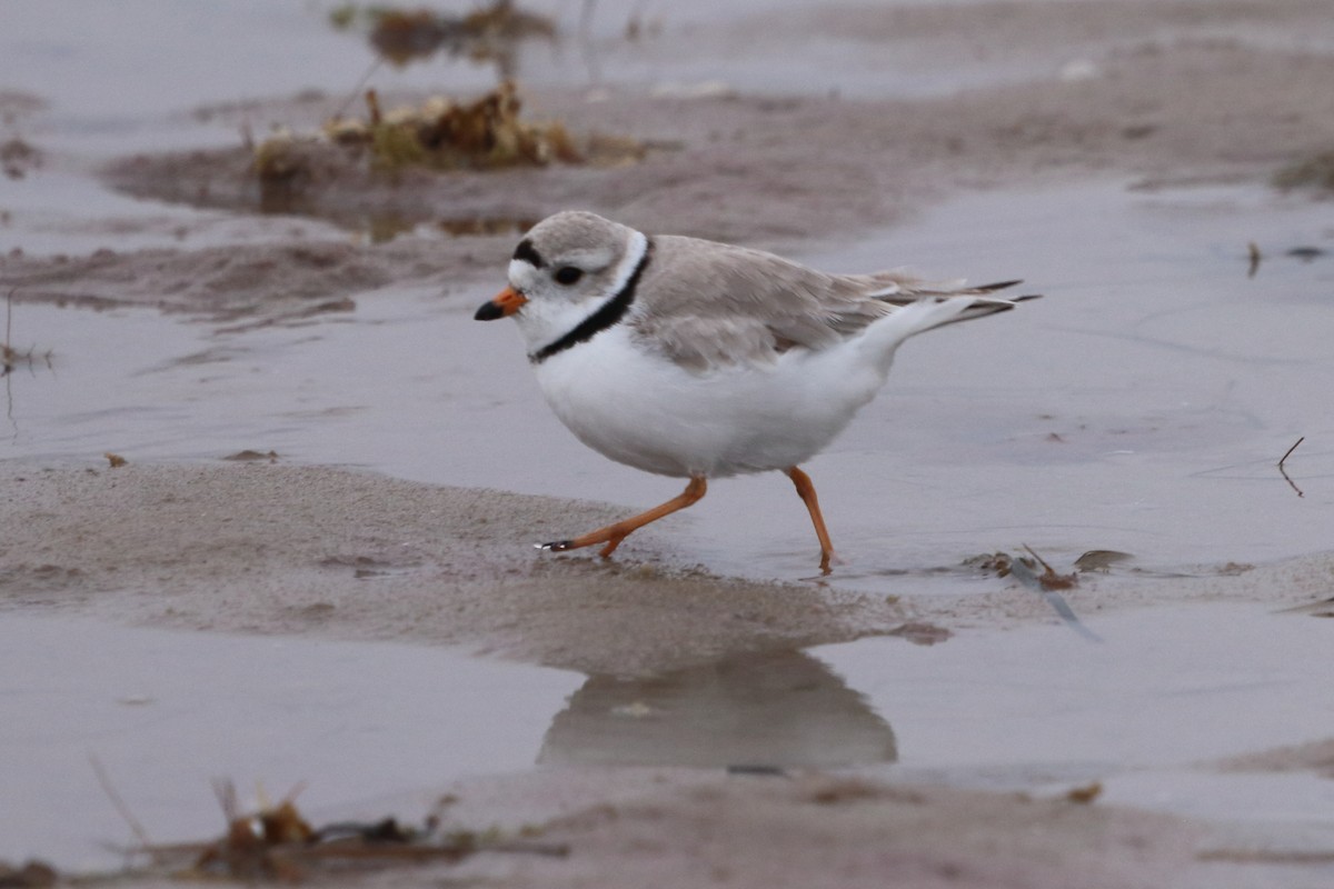 Piping Plover - ML618792412