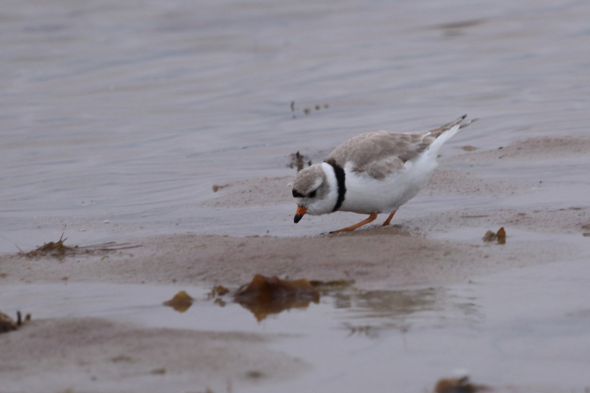 Piping Plover - ML618792413