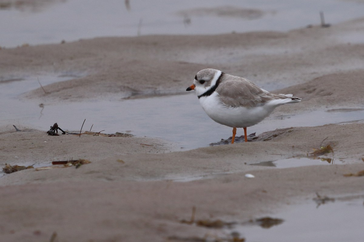 Piping Plover - ML618792414