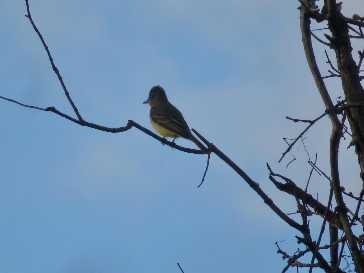 Great Crested Flycatcher - ML618792415