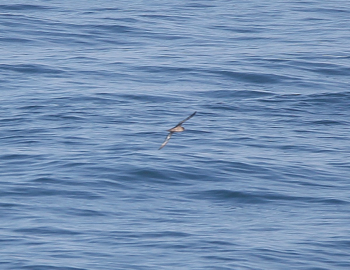 Pink-footed Shearwater - ML618792427