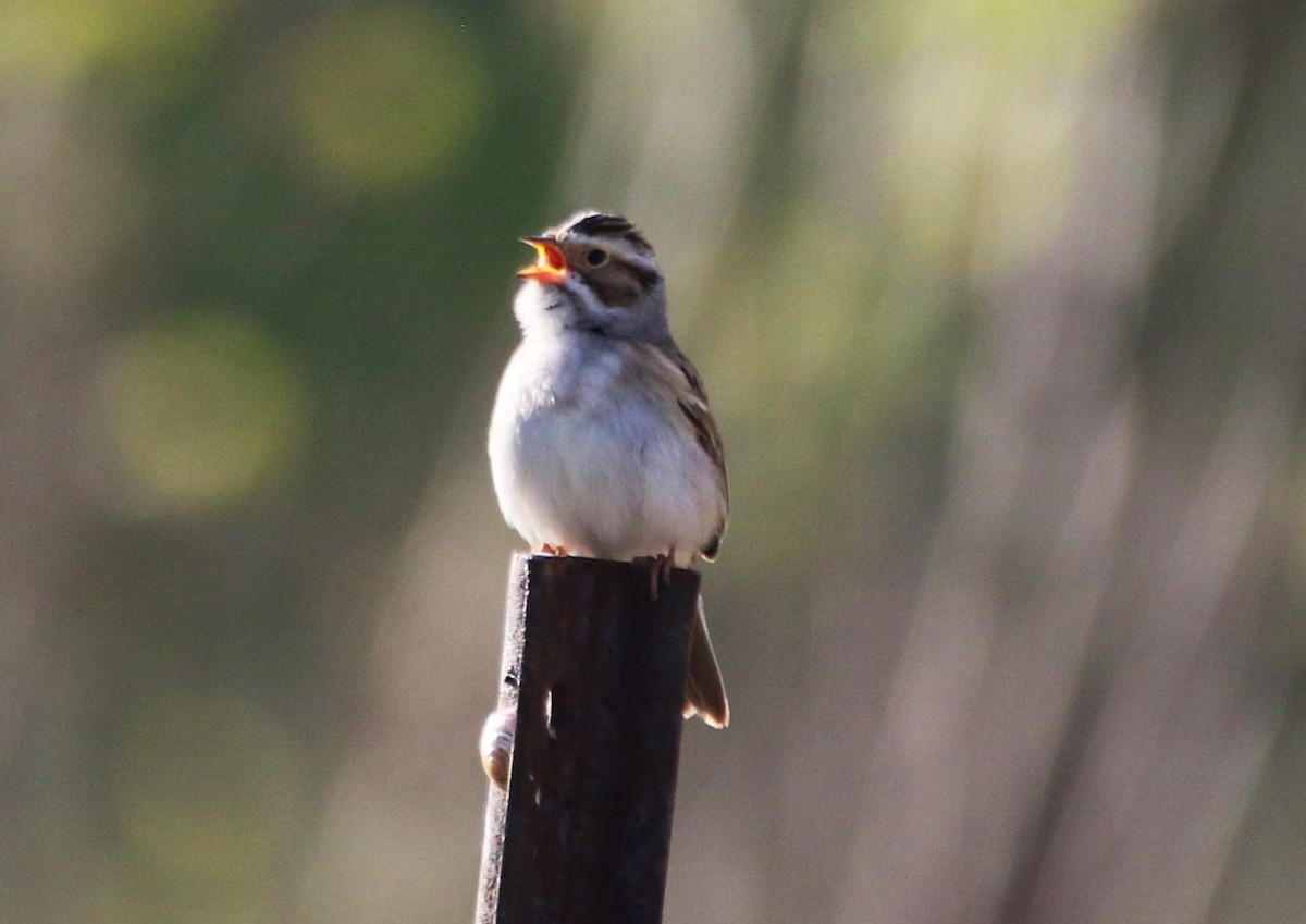 Clay-colored Sparrow - ML618792430