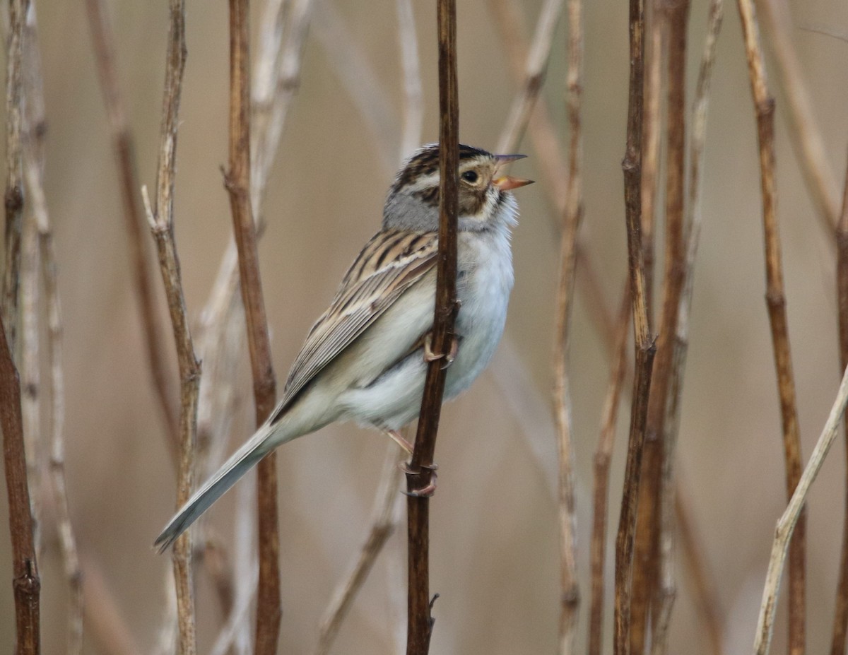 Clay-colored Sparrow - ML618792431