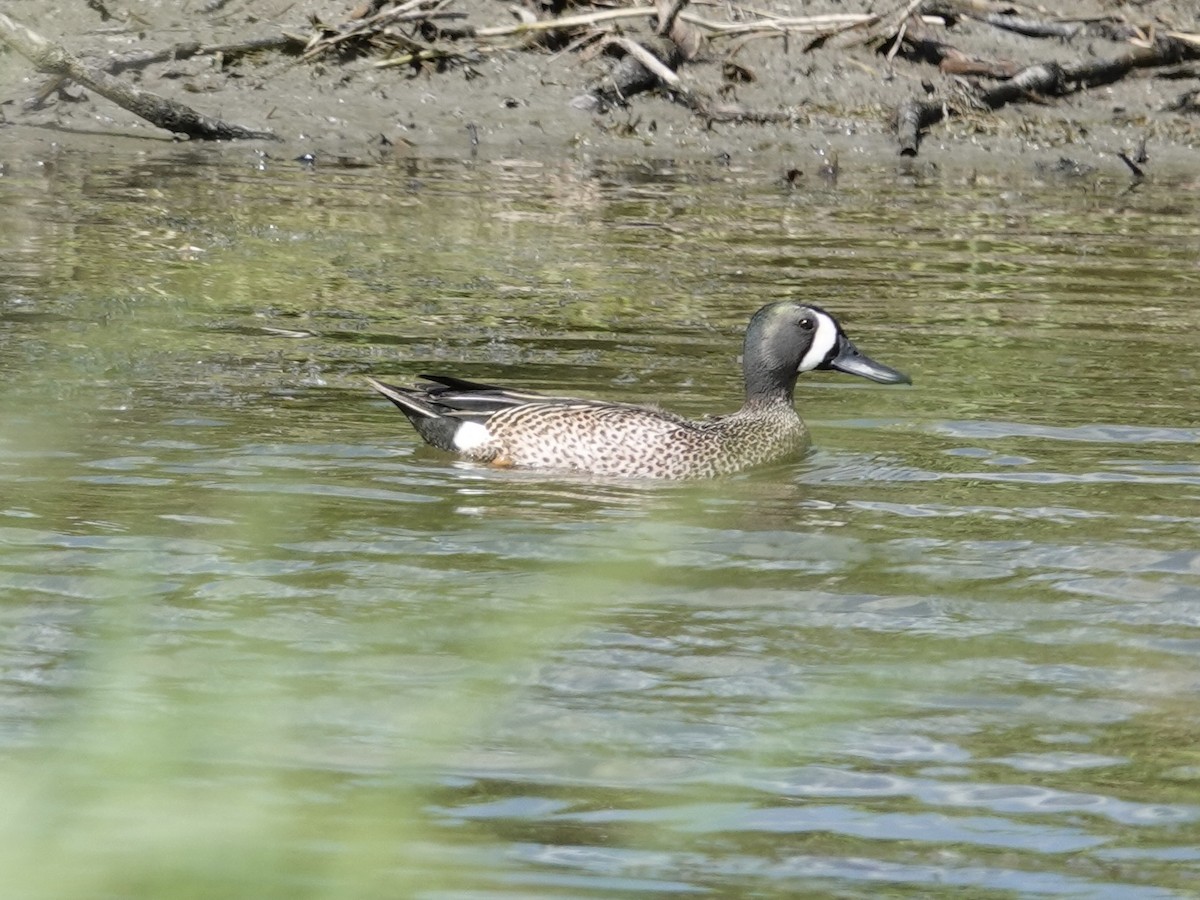 Blue-winged Teal - ML618792446