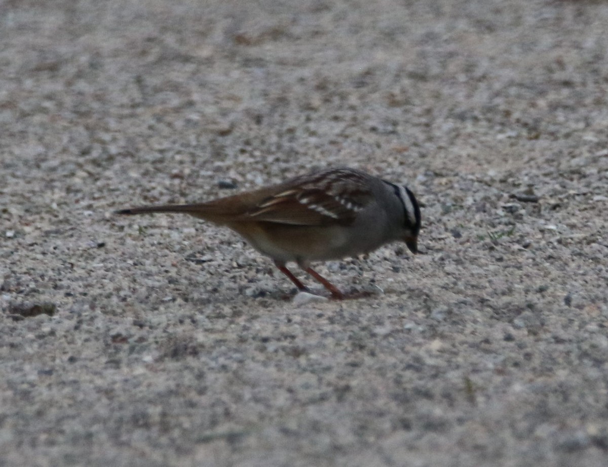 White-crowned Sparrow - ML618792456