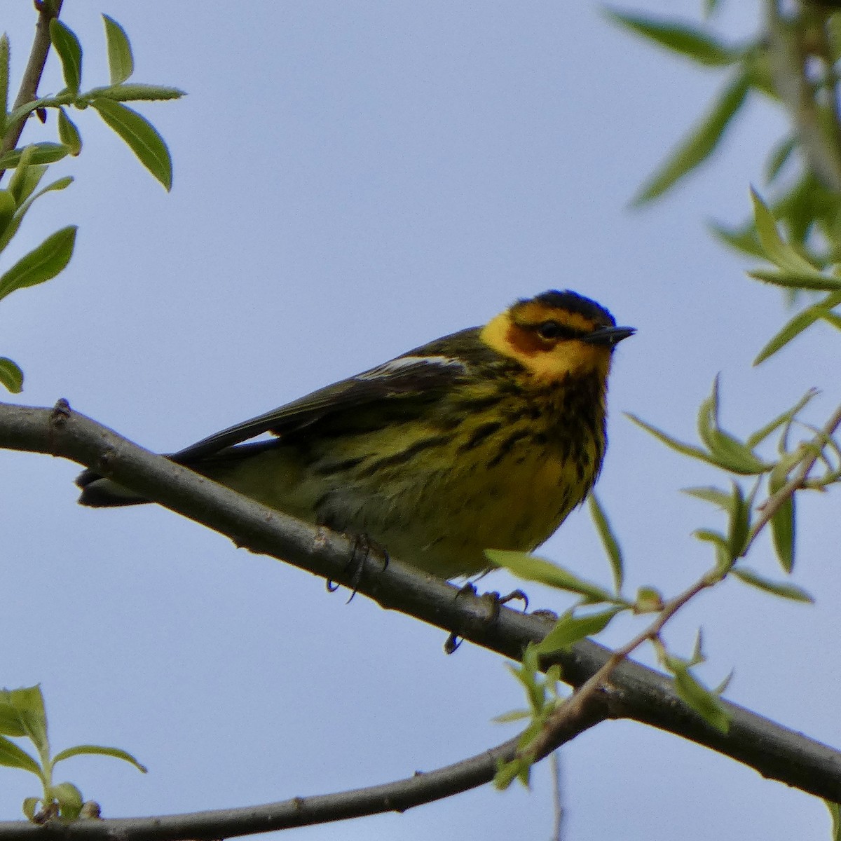 Cape May Warbler - ML618792480