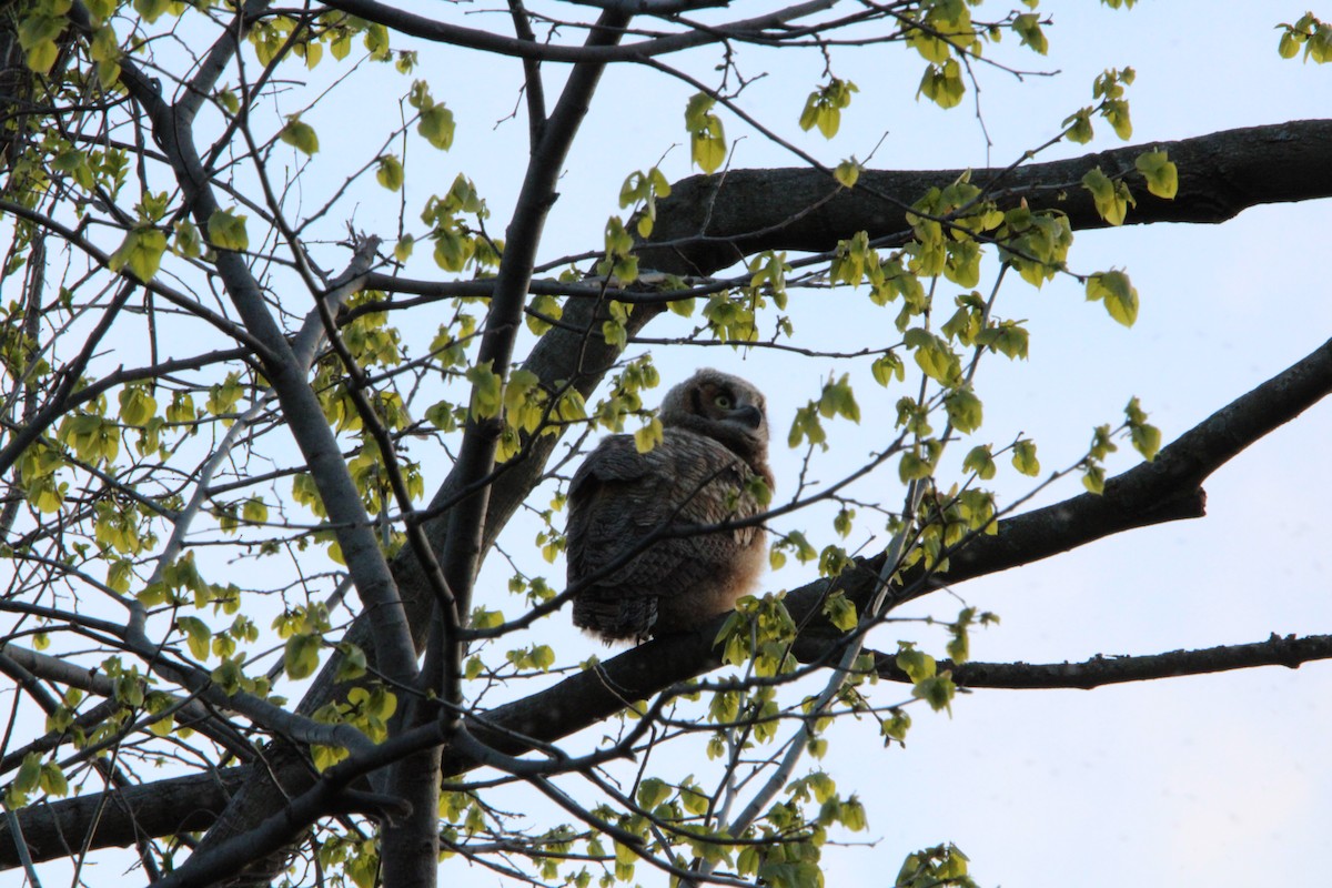 Great Horned Owl - ML618792494
