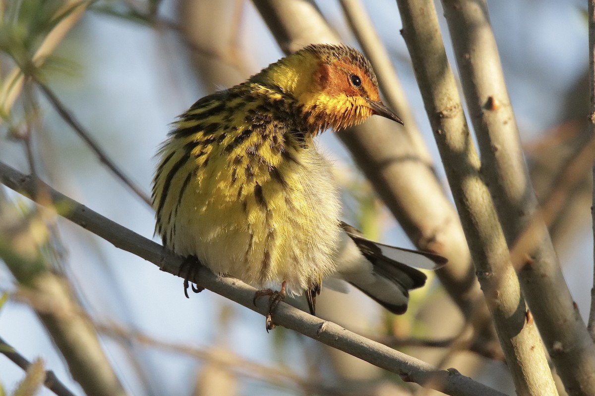 Cape May Warbler - ML618792546