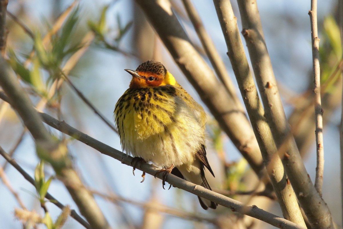 Cape May Warbler - ML618792548