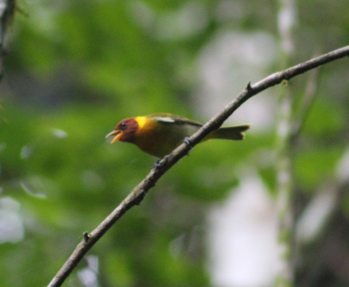 Rufous-headed Tanager - ML618792566