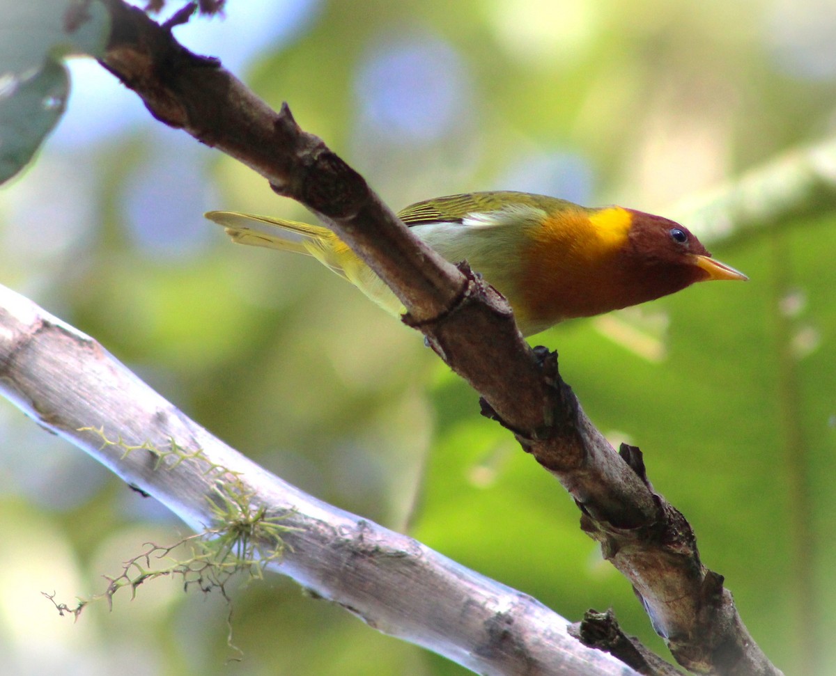 Rufous-headed Tanager - ML618792567