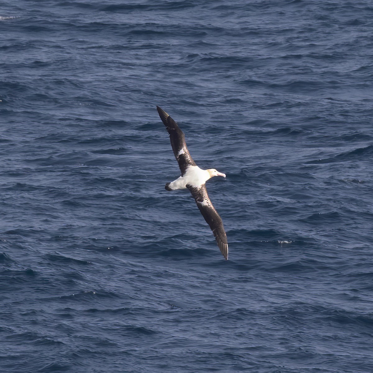Albatros à queue courte - ML618792576