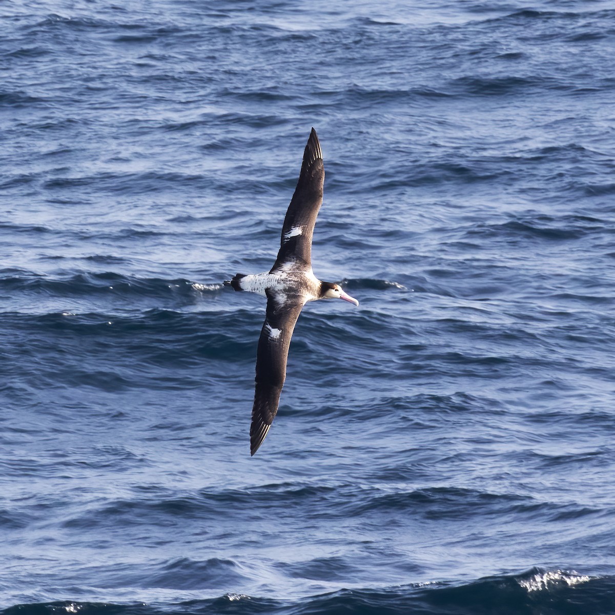 albatros bělohřbetý - ML618792577
