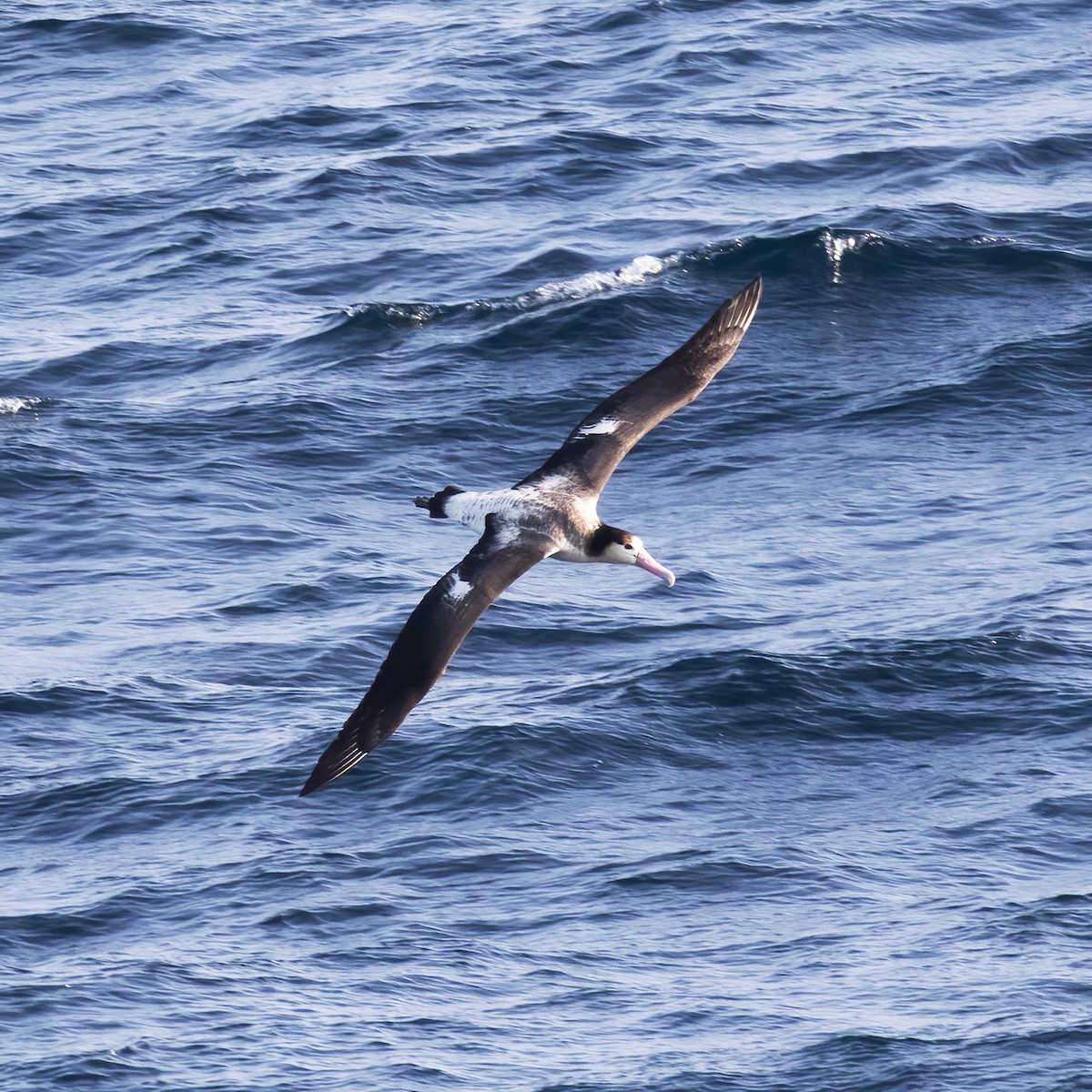 albatros bělohřbetý - ML618792578