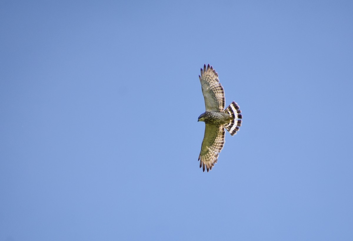 Broad-winged Hawk - Austin Young