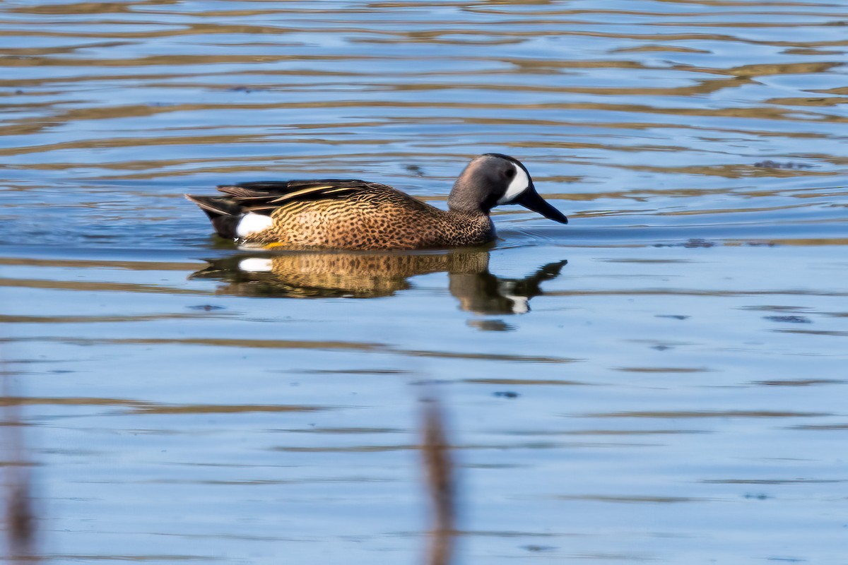 Blue-winged Teal - ML618792602
