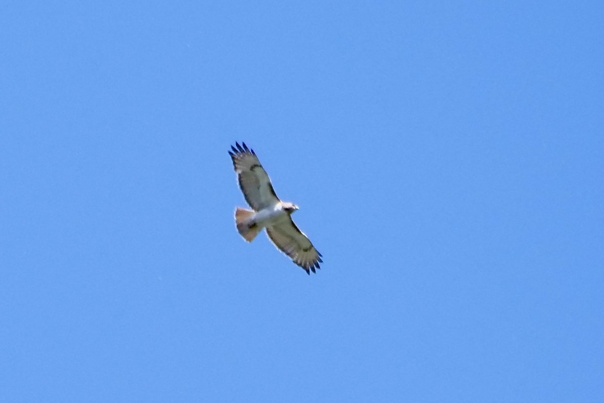 Red-tailed Hawk - Bruce & Lori Whitehouse