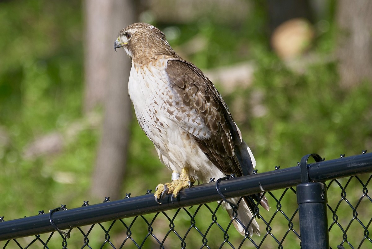 Red-tailed Hawk - ML618792605