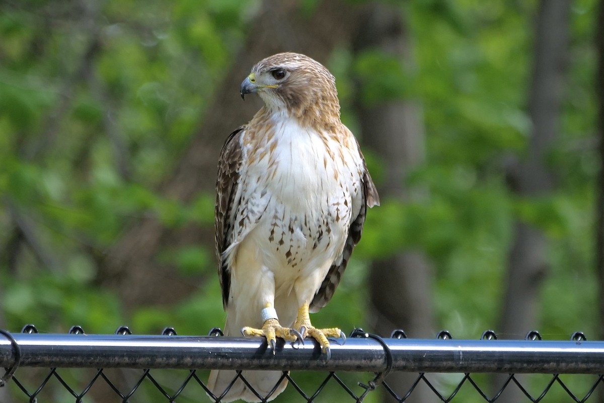Red-tailed Hawk - ML618792606