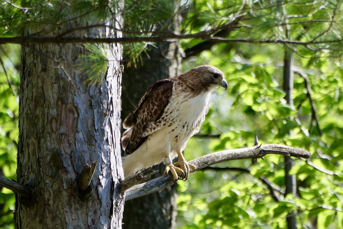 Red-tailed Hawk - ML618792607