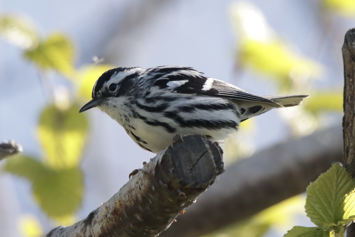 Black-and-white Warbler - ML618792643