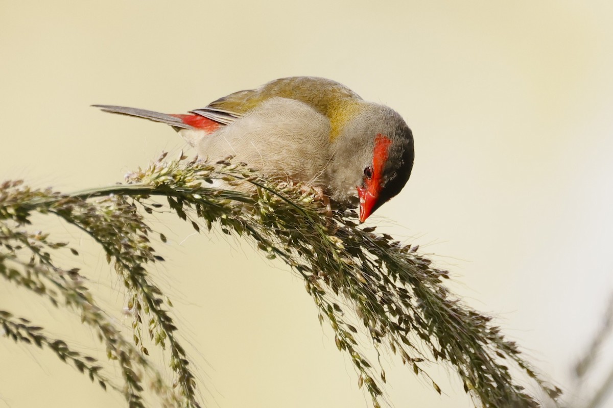 Red-browed Firetail - ML618792660