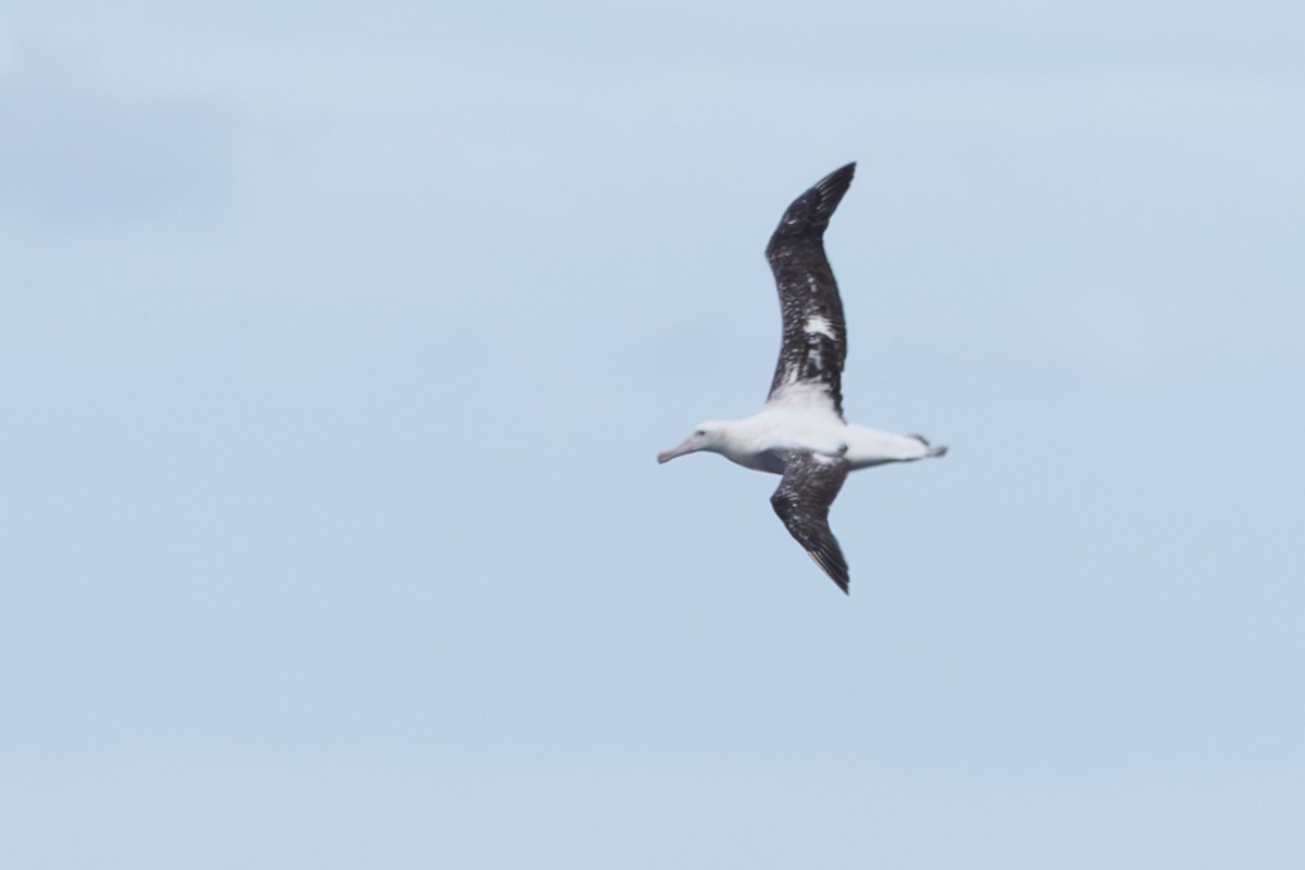 Snowy Albatross - ML618792684