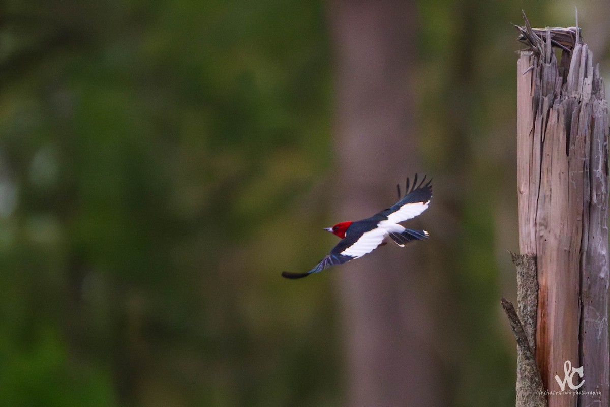 Red-headed Woodpecker - ML618792689