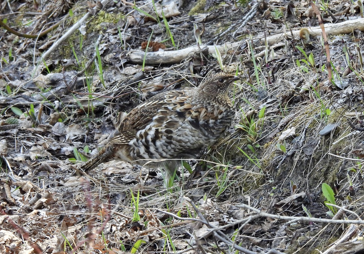 Ruffed Grouse - Michelle Bélanger
