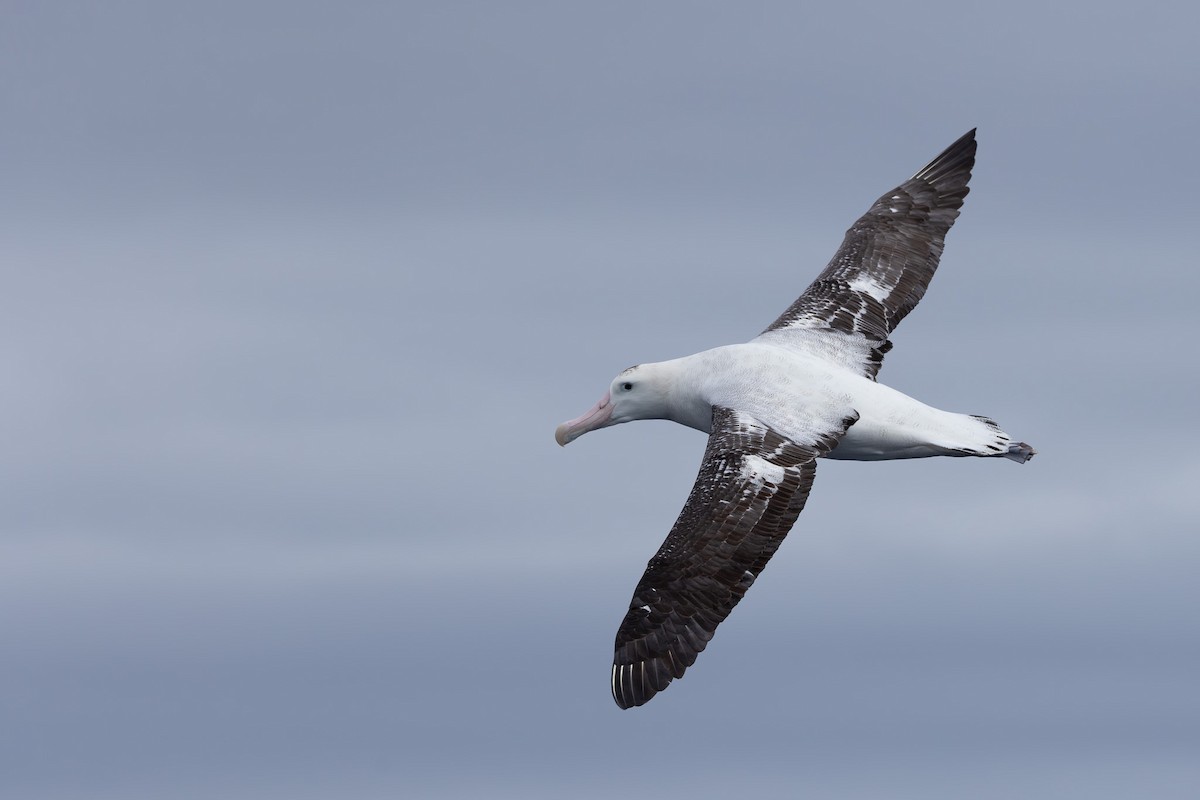 Albatros de las Antípodas (gibsoni) - ML618792712
