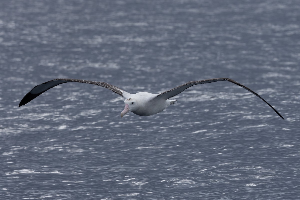 Albatros de las Antípodas (gibsoni) - ML618792713