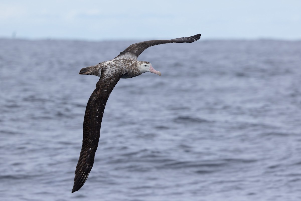 Albatros de las Antípodas (gibsoni) - ML618792739
