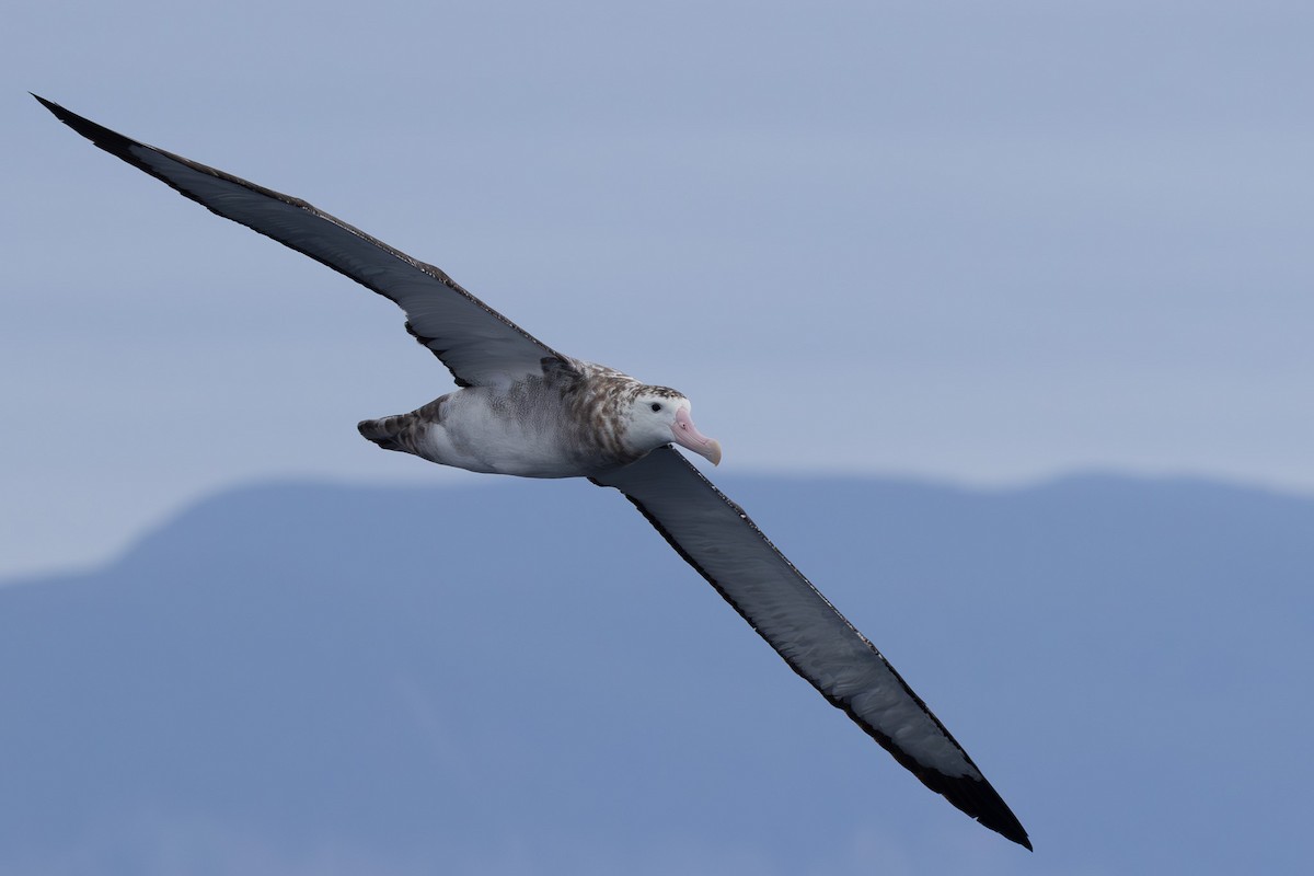 Albatros de las Antípodas (gibsoni) - ML618792740