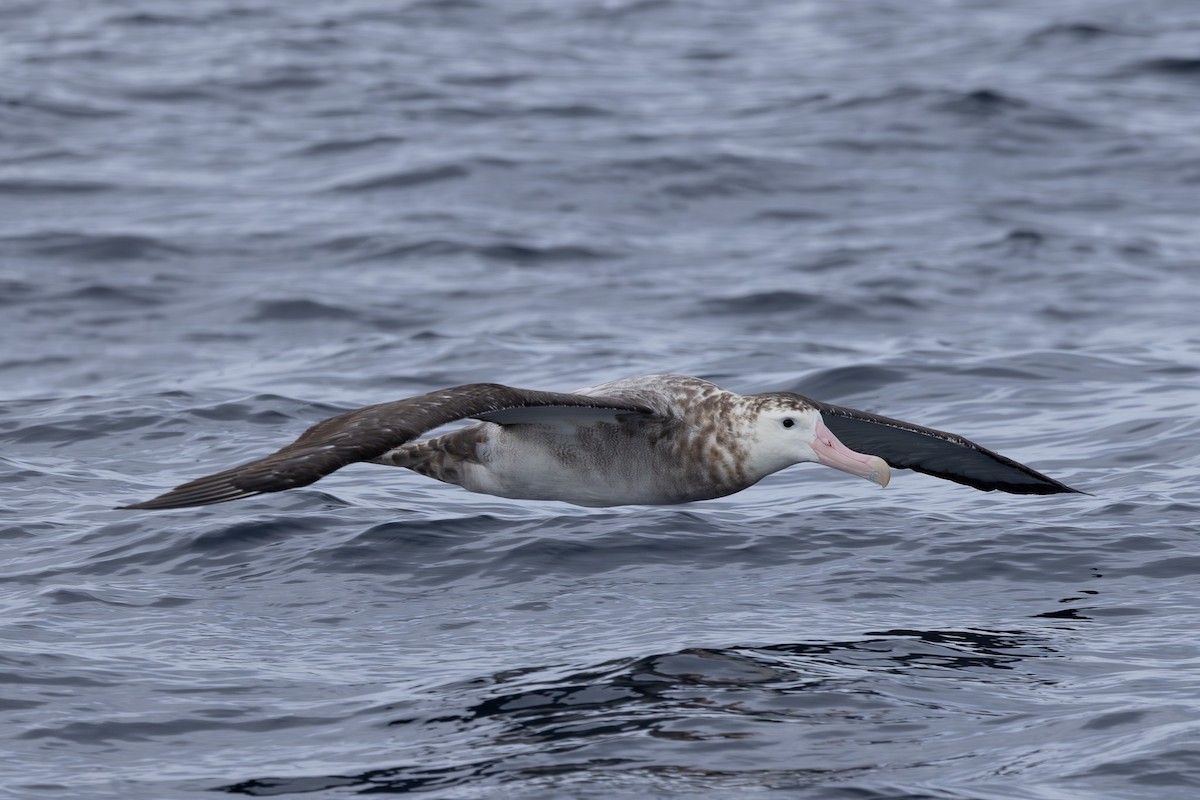 Albatros de las Antípodas (gibsoni) - ML618792741