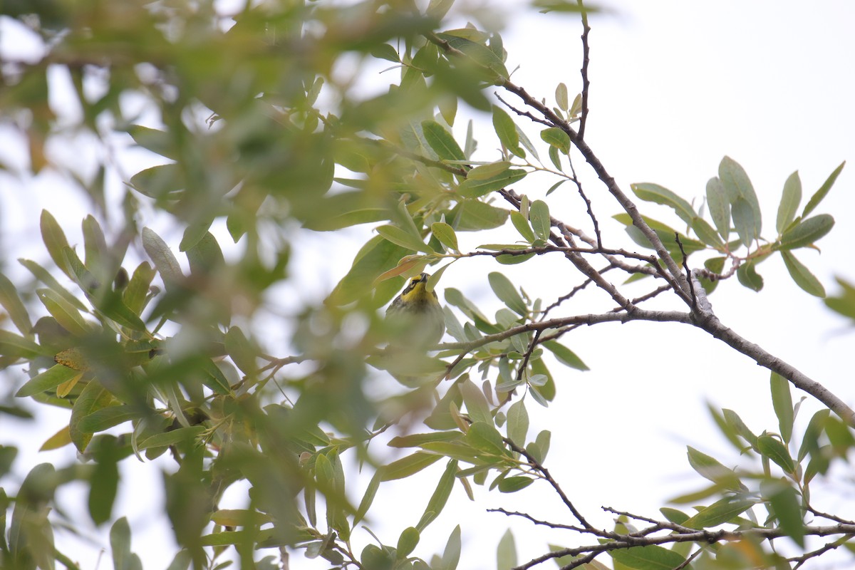 Townsend's Warbler - Toby Fowler