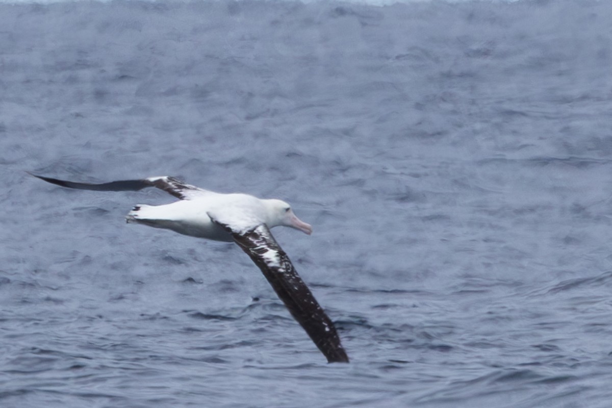 Albatros de las Antípodas (gibsoni) - ML618792767