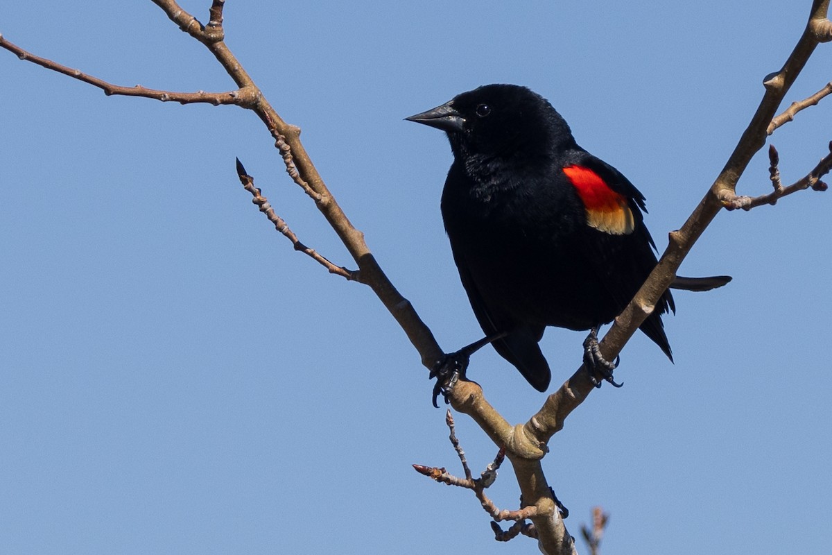Red-winged Blackbird - Andrew Hart