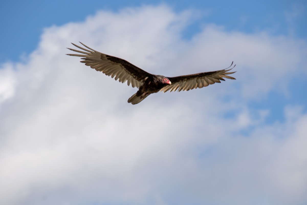 Turkey Vulture - ML618792779