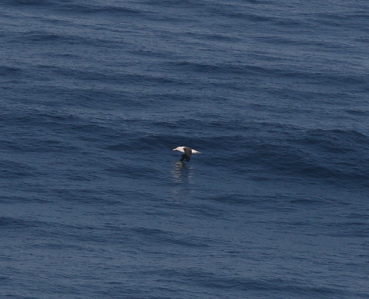 albatros černobrvý - ML618792796
