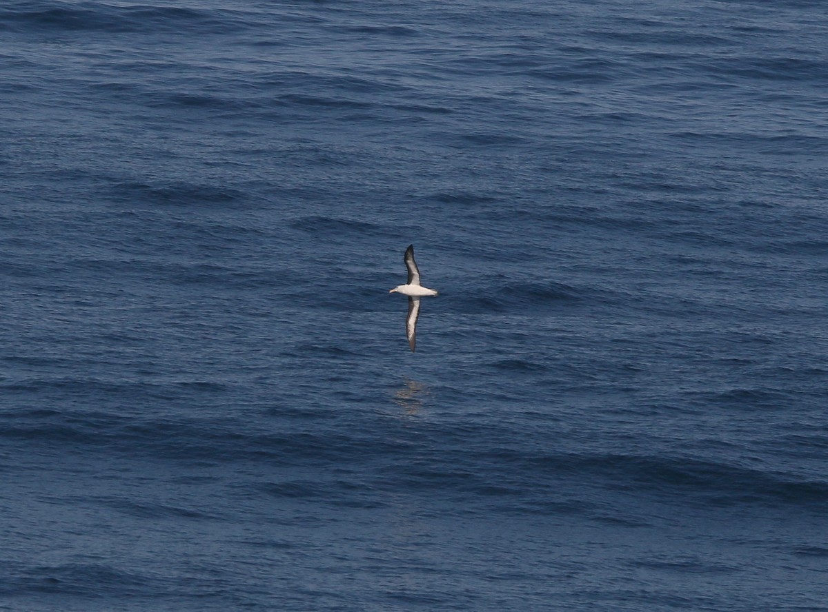 albatros černobrvý - ML618792799