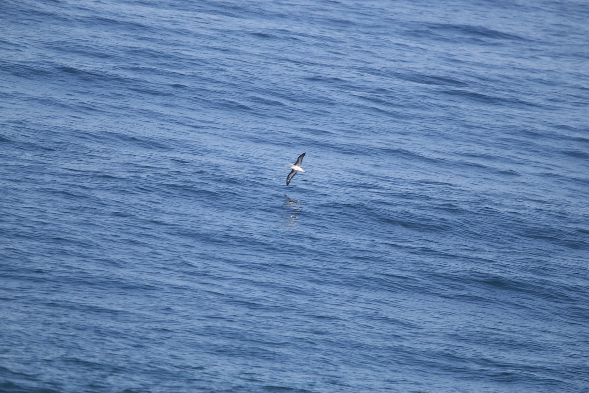 albatros černobrvý - ML618792800