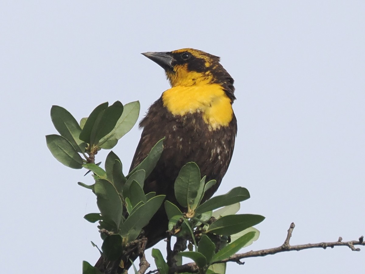Yellow-headed Blackbird - ML618792803