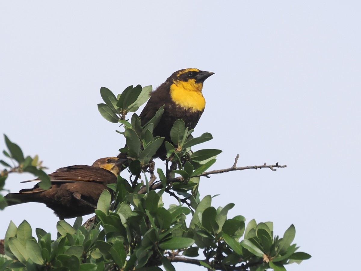 Yellow-headed Blackbird - ML618792814