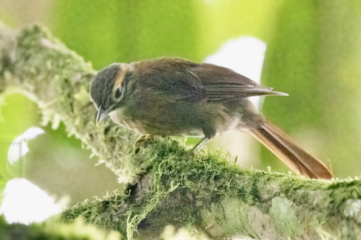Scaly-throated Foliage-gleaner (Spot-breasted) - ML618792823