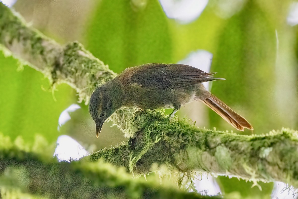 Scaly-throated Foliage-gleaner (Spot-breasted) - ML618792825