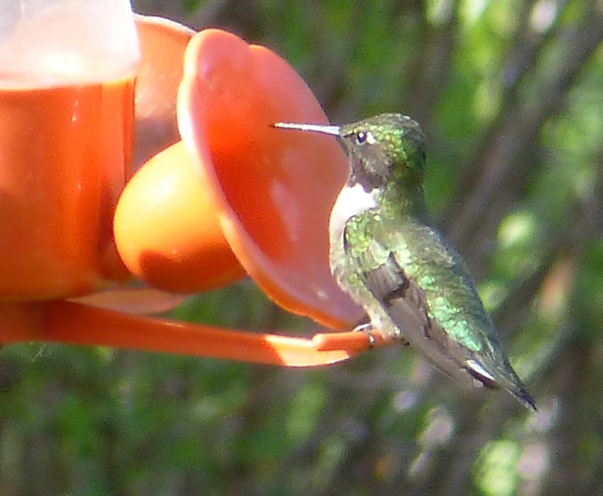 Ruby-throated Hummingbird - Rénald St-Onge